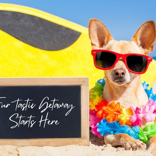 dog wearing shades and lei by the beach
