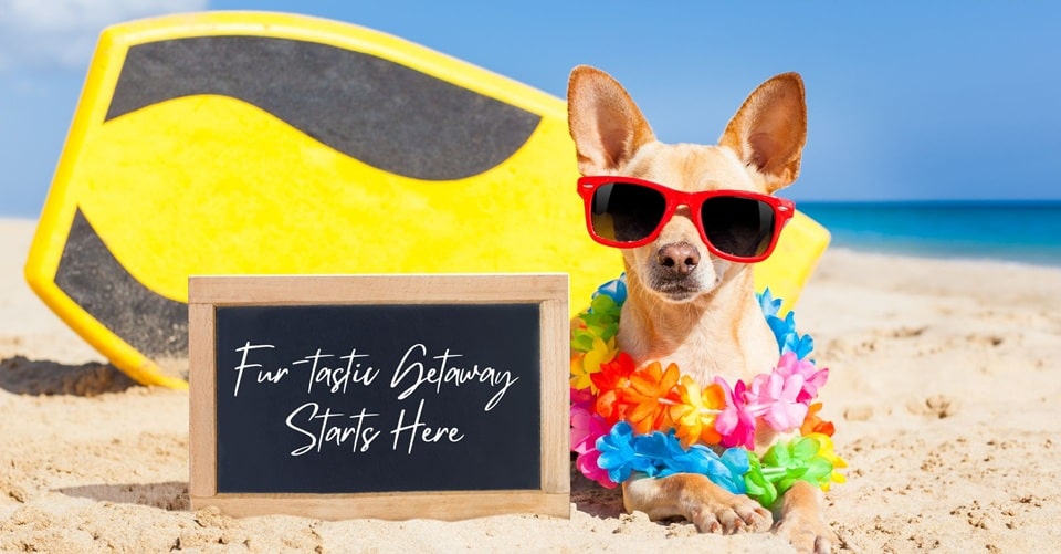 dog wearing shades and lei by the beach